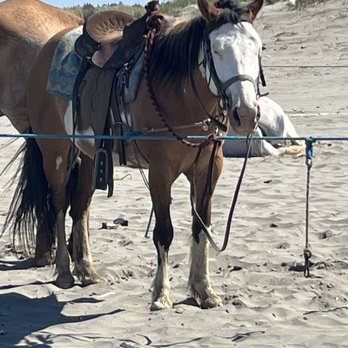 Honey Pearl Ranch - Horseback Riding Near Me - Ocean Shores, Washington Honey Pearl Ranch - Horseback Riding Near Me - Ocean Shores, Washington