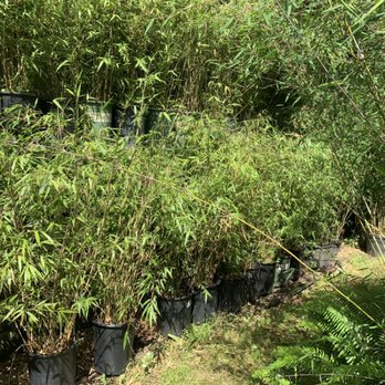 JA Bamboo Nursury - Back - Nurseries & Gardening Near Me - Shoreline, Washington JA Bamboo Nursury - Back - Nurseries & Gardening Near Me - Shoreline, Washington