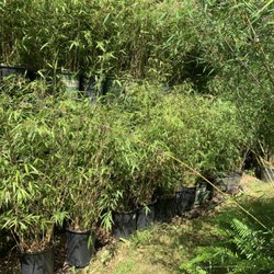 JA Bamboo Nursury - Back