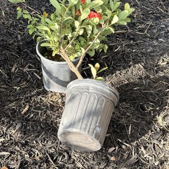 Devin Landscapes - Two unplanted items left on the ground unattended - Landscaping Near Me
