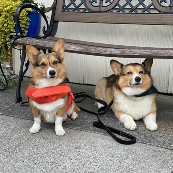 The K9 Professor - Down stay position outside of store - Pet Training Near Me