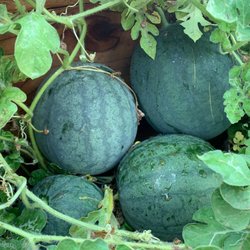 Nicheorganicgardens.com