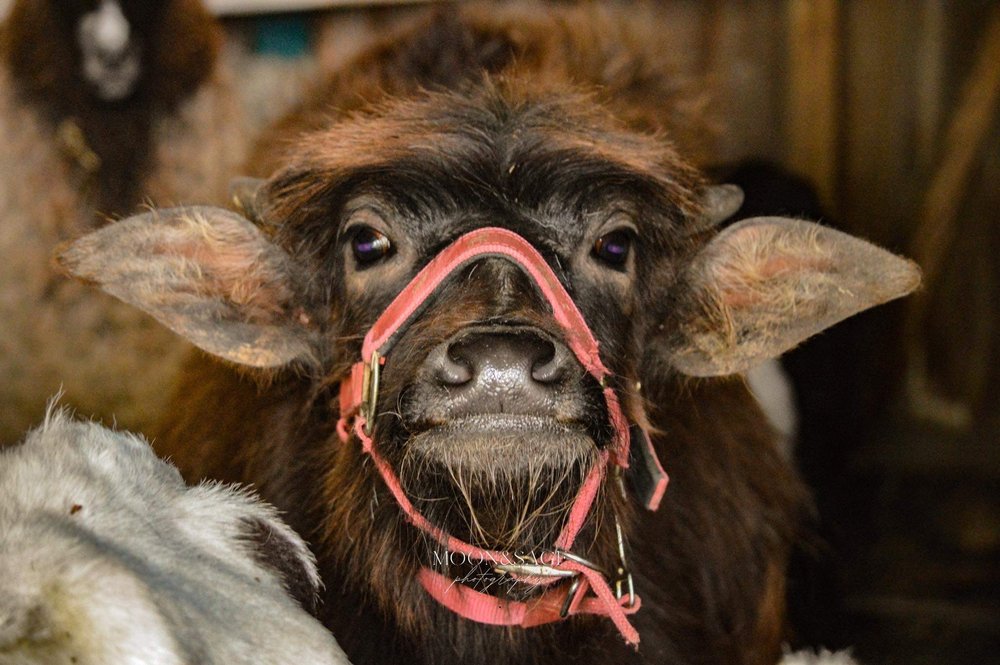 FUNNY FARM PETTING ZOO Updated September 2024 31 Photos 11539