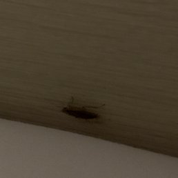 Cockoroaches.   Infested