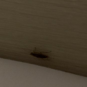 Motel 6 - El Monte - Cockoroaches.   Infested - Hotels Near Me - El Monte, California