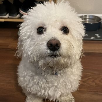 Superstar Pup Grooming - Before getting groomed - Pet Groomers Near Me - Norco, California