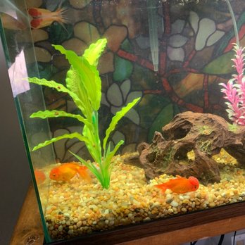 Hong Kong Tropical Fish - Local Fish Stores Near Me - Artesia, California Hong Kong Tropical Fish - Local Fish Stores Near Me - Artesia, California