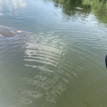Florida Adventurer - Manatee sighting - Rafting/Kayaking Near Me - Merritt Island, Florida Florida Adventurer - Manatee sighting - Rafting/Kayaking Near Me - Merritt Island, Florida