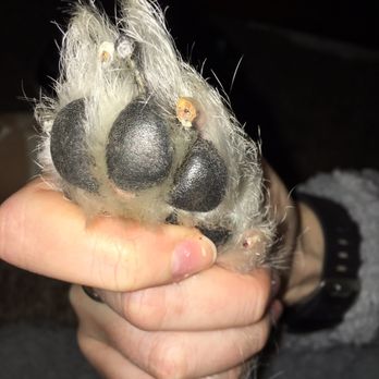 Banfield Pet Hospital - His nails, even the side! - Veterinarians Near Me - Waco, Texas Banfield Pet Hospital - His nails, even the side! - Veterinarians Near Me - Waco, Texas