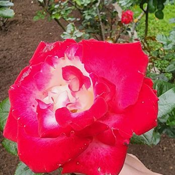Rose Garden - Parks Near Me - San Francisco, California Rose Garden - Parks Near Me - San Francisco, California
