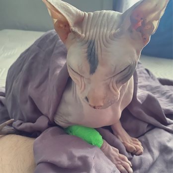 Tanasbourne Veterinary Emergency - Bean, a hairless sphynx cat. - Veterinarians Near Me - Beaverton, Oregon Tanasbourne Veterinary Emergency - Bean, a hairless sphynx cat. - Veterinarians Near Me - Beaverton, Oregon