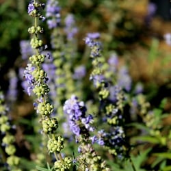 Arid Solutions Nursery