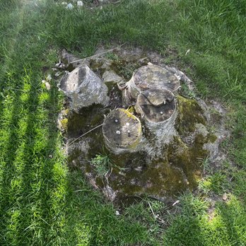 Russ's Tree Service - Birch tree stump removed by Terry. Excellent job! - Tree Services Near Me - Muskego, Wisconsin Russ's Tree Service - Birch tree stump removed by Terry. Excellent job! - Tree Services Near Me - Muskego, Wisconsin