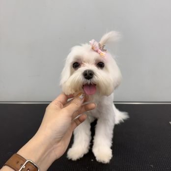 Oops Pet - Pet Groomers Near Me - Irvine, California Oops Pet - Pet Groomers Near Me - Irvine, California