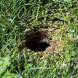 Fridays Pest Management - Yellow Jacket Ground Nest
