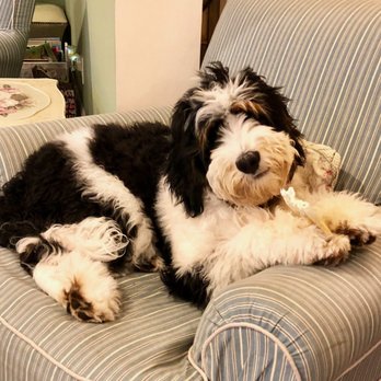 De Marinis Dog Training & Behavior - Mason Golden A well-trained bernedoodle - Pet Training Near Me De Marinis Dog Training & Behavior - Mason Golden A well-trained bernedoodle - Pet Training Near Me