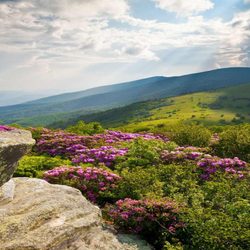 Spectrum Landscaping Services