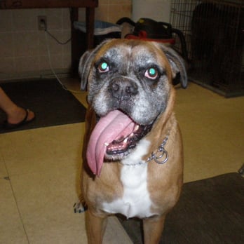 Chery's Pet Grooming - Dog Day Afternoon - Pet Groomers Near Me - Laurel, Maryland