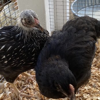Backyard Chickies - Silver Laced Wyandotte and Black Copper Maran - Pet Stores Near Me