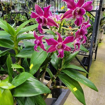 Kawamoto Orchid Nursery - Nurseries & Gardening Near Me - Honolulu, Hawaii