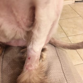 Fat Cat Flats - Sore on leg - Pet Sitting Near Me - Houston, Texas Fat Cat Flats - Sore on leg - Pet Sitting Near Me - Houston, Texas