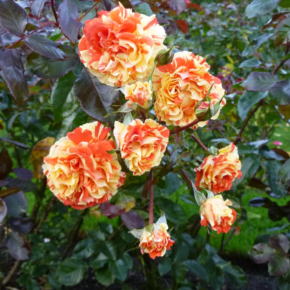National Botanic Gardens - Parks Near Me - Glasnevin, D
