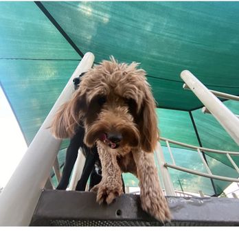 Tails Pet Resort - Fun in the sun! - Pet Boarding Near Me - Las Vegas, Nevada