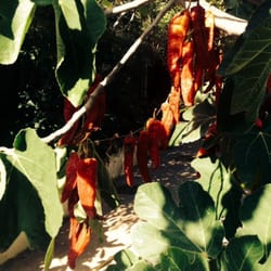 La Hoya - Pimientos secándose al sol en una higuera.