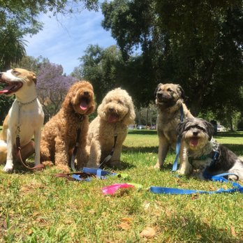 Echo Park Dog Walking - Dog Walkers Near Me