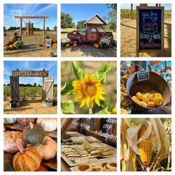 The Market At Rutland Farms - Fall Festival