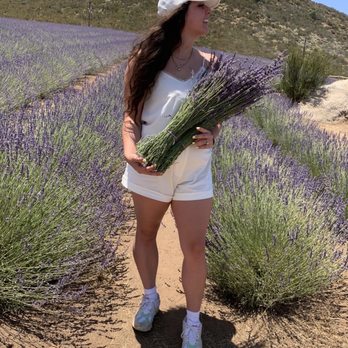 Blue Barn Lavender Farm - Pick Your Own Farms Near Me - Sage, California