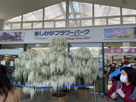 Ashikaga Flower Park by null