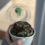 Photo of Ice Cream Cottage