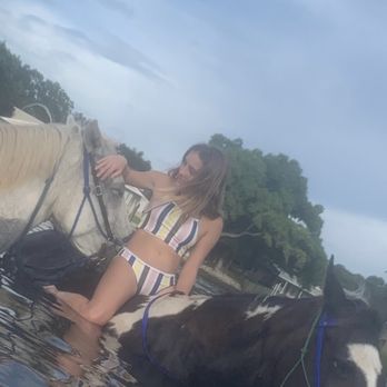 Florida Beach Horses - Horse loving each  other - Beaches Near Me - Bradenton, Florida