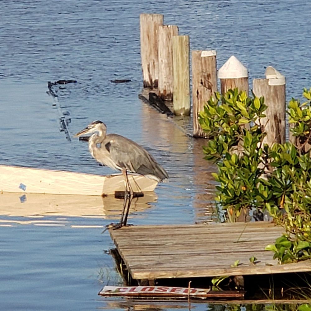 Davis Island Trail - Parks Near Me - Tampa, Florida Davis Island Trail - Parks Near Me - Tampa, Florida