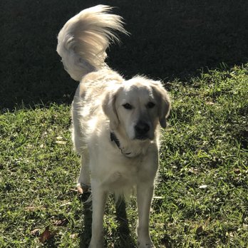 Unleashed Tampa Bay - Dog Walkers Near Me - Tampa, Florida