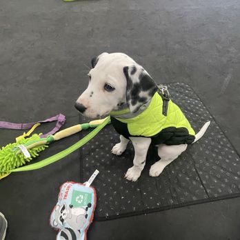 Orion Dog Training - Pet Training Near Me - San Jose, California