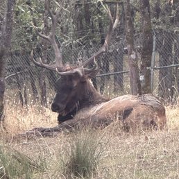 Animal with large antlers
