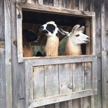 Divine Llama Vineyard - Llamas (and patrons) can roam around the farm - Wineries Near Me - East Bend, North Carolina