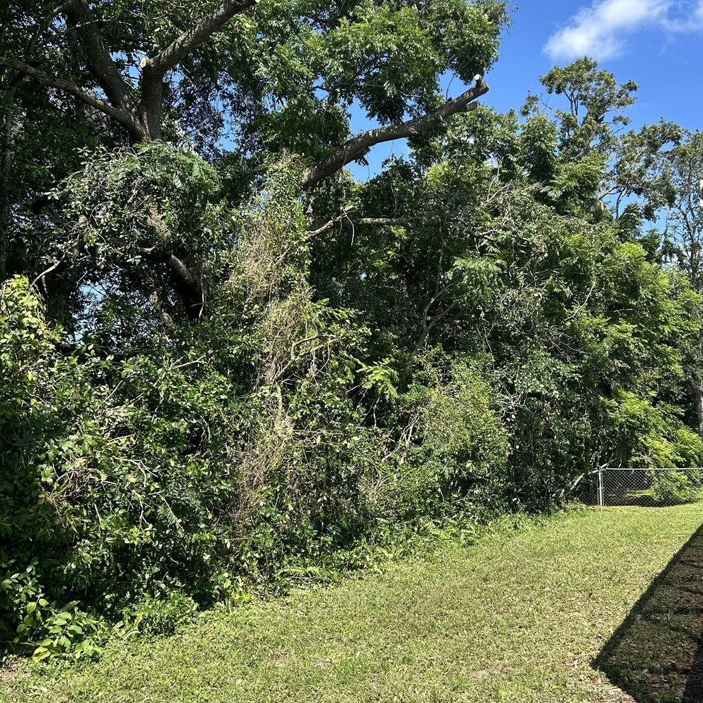 Bluegill's Tree Service - After - Tree Services Near Me Bluegill's Tree Service - After - Tree Services Near Me