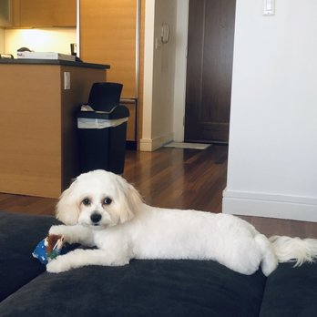 Le Pet Spa - Pet Groomers Near Me - New York, New York Le Pet Spa - Pet Groomers Near Me - New York, New York