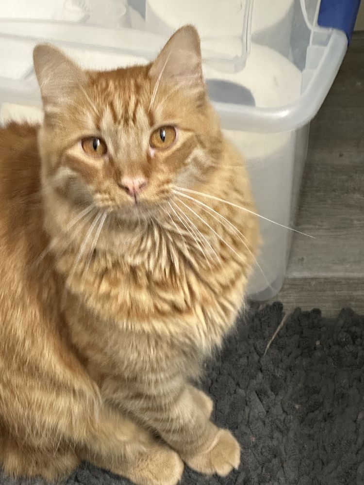 Slide of LDB Handyman