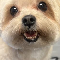I Love Dogs - Milo, a regular at I Love Dogs. He leaves with a smile every time.