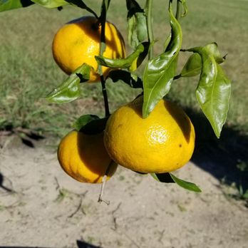 Perfect Persimmons - Satsuma - Pick Your Own Farms Near Me - Monticello, Florida Perfect Persimmons - Satsuma - Pick Your Own Farms Near Me - Monticello, Florida