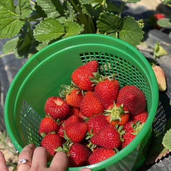 Atkinson Farm - The strawberries were *heart eyes* - Farmers Market Near Me - Spring, Texas
