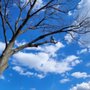 Testerman Tree Service