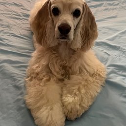 My cocker spaniel, Lapo