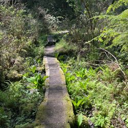 Cougar Mountain Regional Wildland Park - Cool bog walk