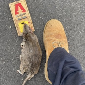 All-Pro Pest Control - Huge dead rat - Pest Control Near Me - swansea, Massachusetts All-Pro Pest Control - Huge dead rat - Pest Control Near Me - swansea, Massachusetts