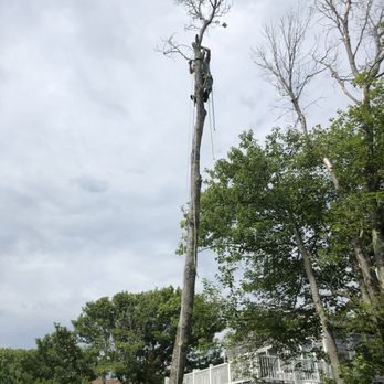 Petrella Tree Service - Climbing - Tree Services Near Me Petrella Tree Service - Climbing - Tree Services Near Me